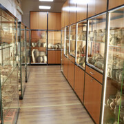 Archaeological sight collection, exhibition view. Courtesy of Móra Ferenc Museum
