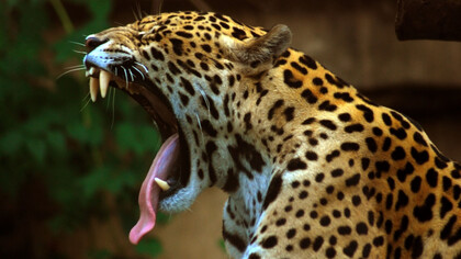 Uno de los animales más majestuosos que se pueden todavía contemplar en Venezuela es el jaguar («Panthera onca»)