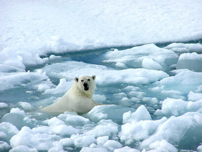 El Ártico es una zona especialmente vulnerable al cambio climático, pero, además, extiende una influencia crucial sobre el clima global y los ecosistemas