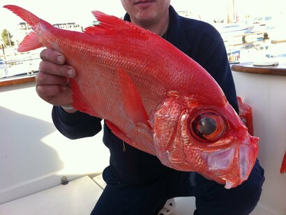 Besugo recién pescado