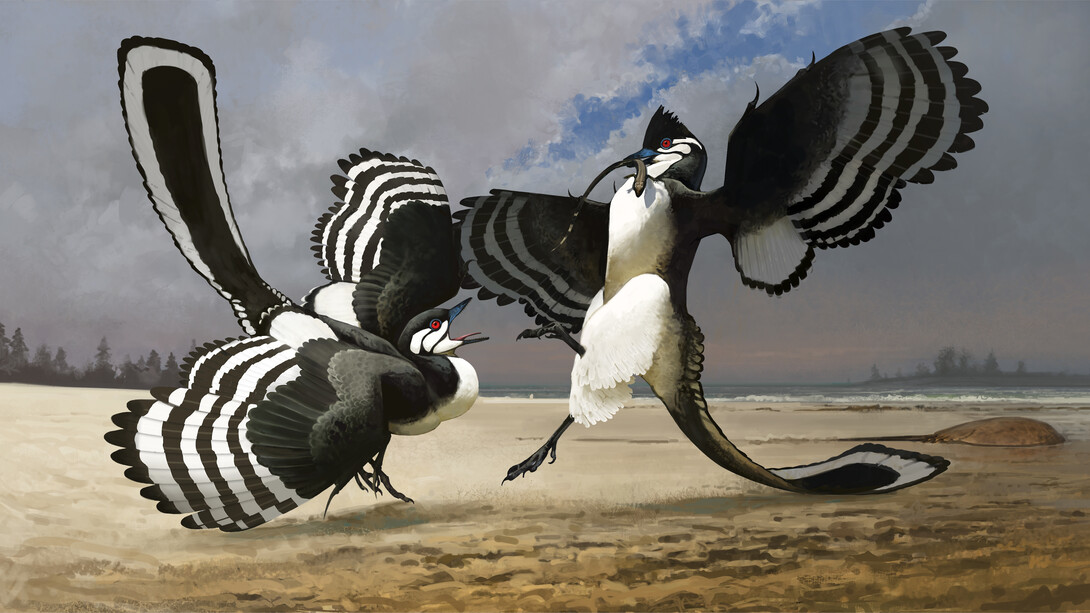 Ville Sinkonnen, Illustration showing what
Archaeopteryx would have
looked like in life. In this
image, two Archaeopteryx are
fighting over a small lizard. Courtesy of Field Museum