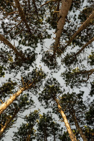 Looking up through the canopy of trees, we see the interconnectedness of life, reflecting how every encounter and relationship weaves into our existence, both binding and shaping us