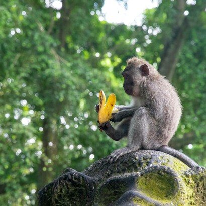 Scimmia intenta a mangiare una banana: "...l’attività principale di tutti gli animali, oltre a quello del perseguimento del successo riproduttivo, è la ricerca del cibo dal momento in cui si svegliano al mattino fino a quando vanno a dormire la notte..."