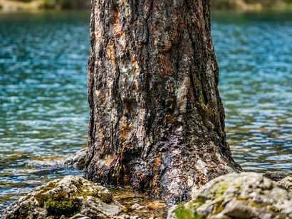 Recuperar los fundamentos ecológicos es el primer paso para una gestión racional