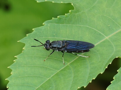 Hermetia illucens