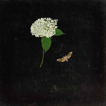 Melanie Miller, Green Hydrangea Moth, 2014, oil on gessoed board, 50 x 50 cm