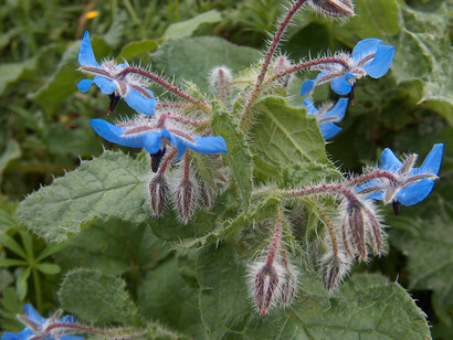 Fiori di Borragine