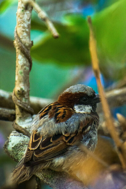 A raíz de la Campaña de las Cuatro Plagas se dio la orden de exterminar a las poblaciones de gorrión molinero en todo el territorio chino en el año 1958