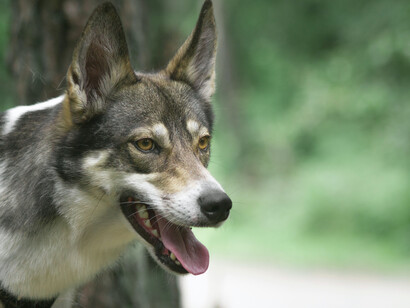 Possuído pela fúria, com sangue nos olhos e na voz, o lobo decidiu que nem ali, na hora da morte, iria falar com aquele gato estranho