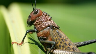 Chapulín es el nombre que se le da en México a varias especies de saltamontes