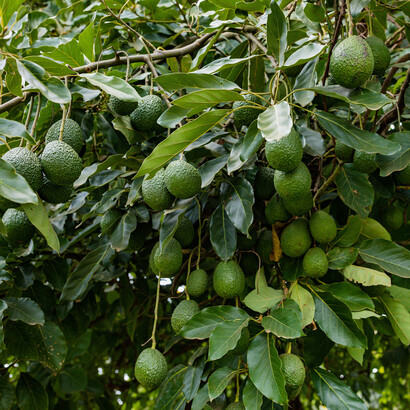 Albero di avocado con frutti 