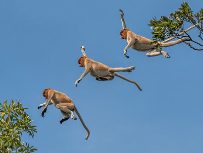 Trio di scimmie proboscidi che saltano da un ramo all'altro