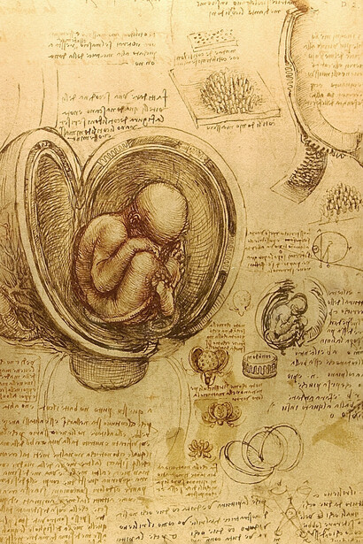 Leonardo da Vinci, disegni. Studio anatomico del feto nell'utero, di Leonardo da Vinci (1510-1513, penna, inchiostro su carta) Questo famoso studio mostra un feto di 4 mesi. Immagine estremamente plastica della "posizione fetale"