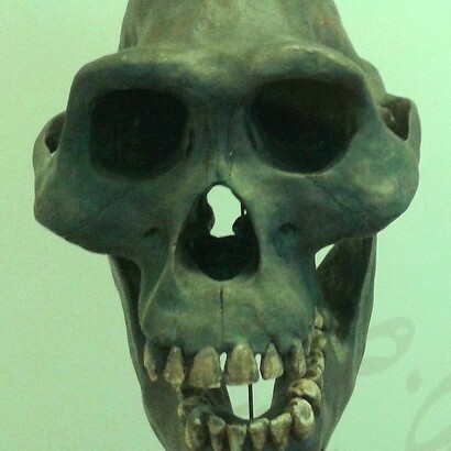 Crânio e mandíbula de «Australopithecus afarensis» (réplicas) que estavam expostos no Museu