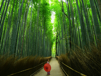 To protect the area and preserve the environment, Nagai Shuzō has been purchasing more of the surrounding forest