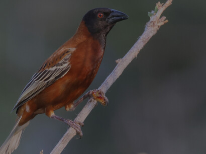 Chestnut Weaver, Tsavo West National Park (c) Gehan de Silva Wijeyeratne