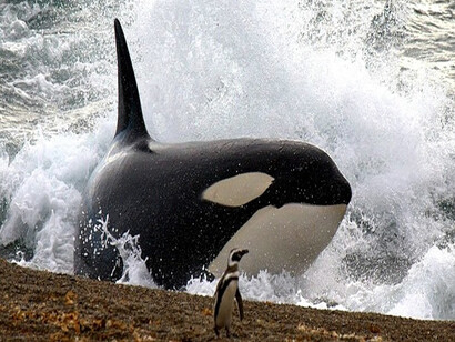 Península de Valdés, Argentina. Una orca se acerca a la orilla