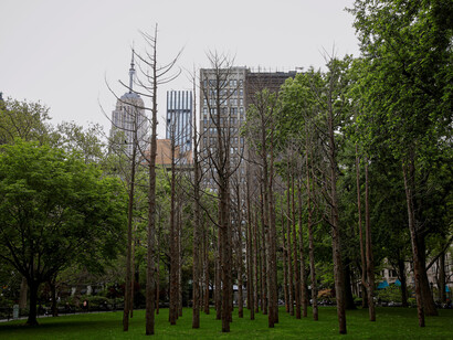 The Maya Lin “Ghost Forest” (2021) installation in New York City allows the thousands of daily visitors to experience the devastation of walking through a ghost forest
