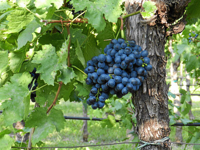 Schioppettino vineyards