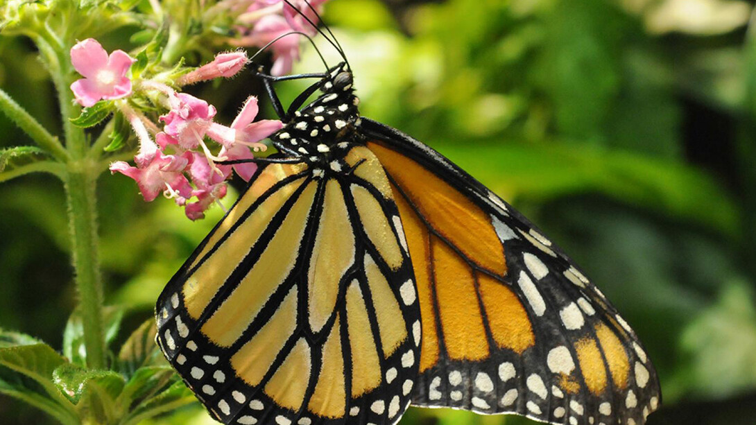 Butterfly Pavilion. Courtesy of Smithsonian's National Museum of Natural History