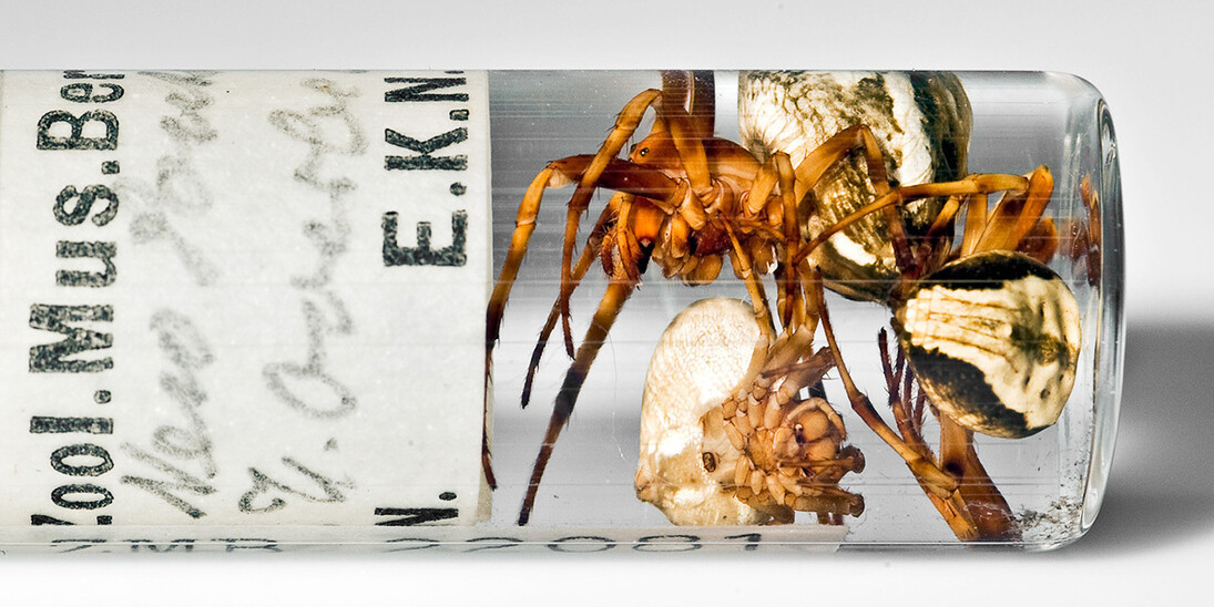 Spiders and Myriapods. Courtesy of Museum für Naturkunde