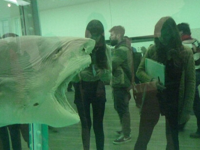 Damien Hirst’s The Physical Impossibility of Death in the Mind of Someone Living (1991) presents a tiger shark suspended in formaldehyde, turning mortality into a stark and unsettling spectacle