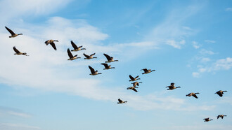 Uccelli in volo