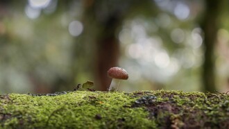 Fungo e formiche in una radura della foresta