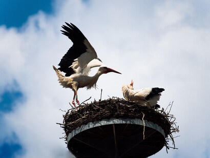 Biologist A. Balmori reported that 40% of stork nests living within 200 m from cell towers did not have chicks