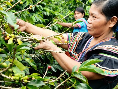 Se han catalogado nuevas especies de café