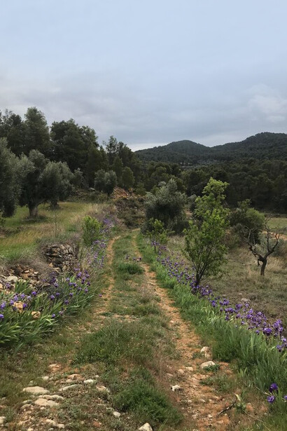 Naturaleza en las inmediaciones de Belmonte de San José, Aragón, España