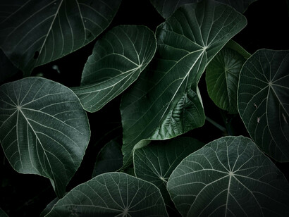 Plantas en un entorno selvático
