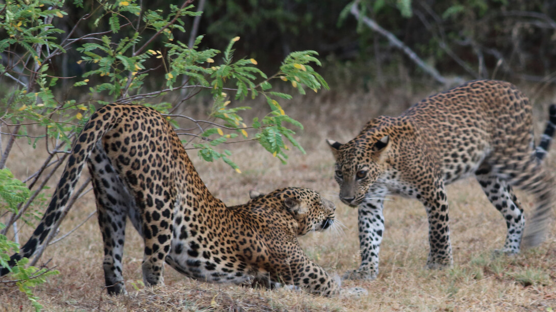 Leopard cubs interacting © Gehan de Silva Wijeyeratne