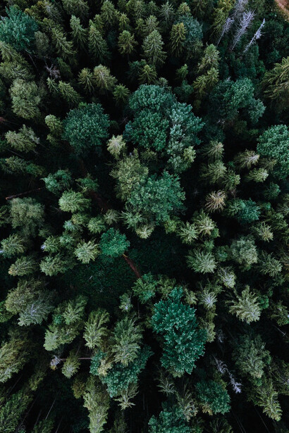 Les arbres sont une partie du poumon de la terre