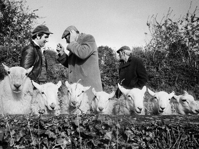 Martin Parr, Manorhamilton sheep fair, County Leitrim, Ireland (detail), 1981. Courtesy of the Photographers' Gallery