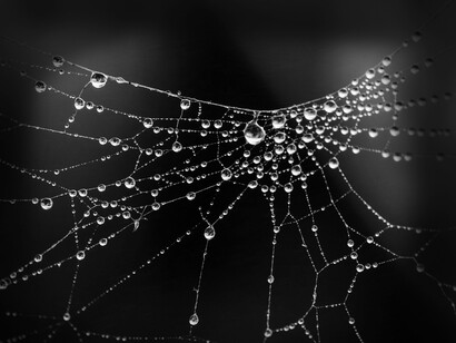 La lucidez del duermevela le reveló ese conjunto de hileras de seda como una gran metáfora