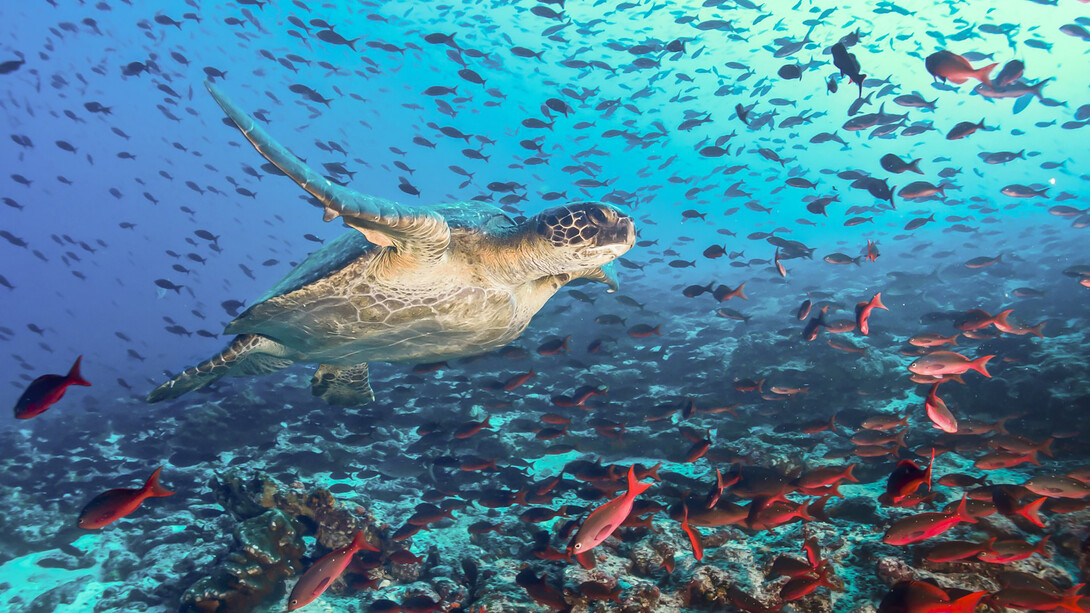 Tortue des Galápagos. La transaction, qui concerne 3% de la dette extérieure totale de l'Équateur bénéficiera à deux réserves marines et au parc national des Galápagos