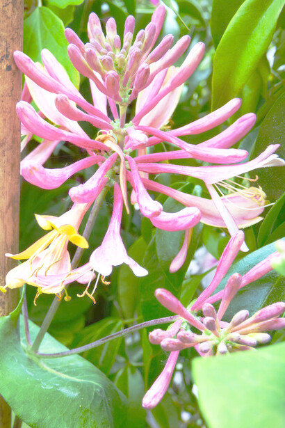 Caprifolio (Lonicera sp.)