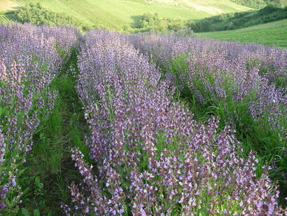 Campo di Issopo