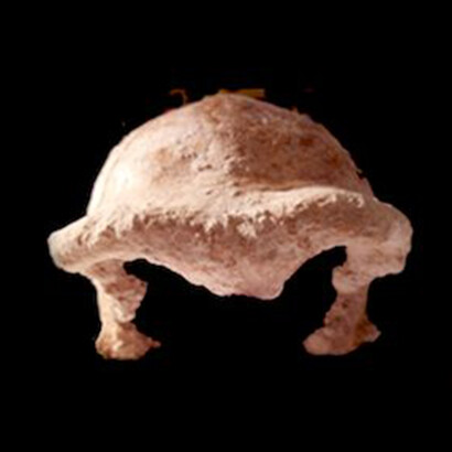 Parte di cranio di Homo neanderthalensis