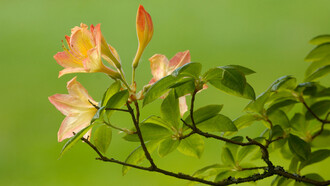 I fiori dell'ottimismo