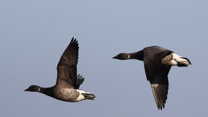 Brent Goose in flight © Gehan de Silva Wijeyeratne