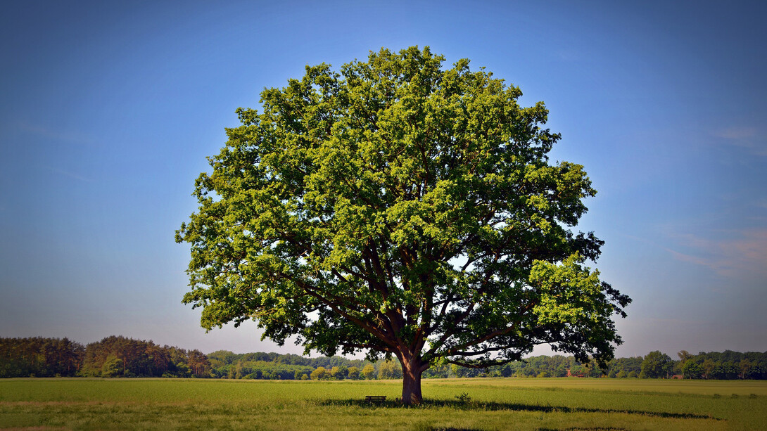 La Grande Quercia