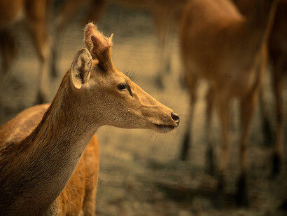 Dudhwa Deer