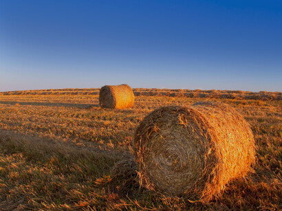Fardos de forraje: el fardo rodó hacia abajo, y quedó frente a un pequeño burro que estaba atado y que tenía mucha hambre y ahora podía comer