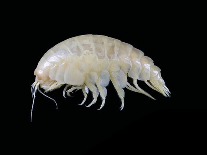 L'Eurythenes plasticus: nel suo organismo già contiene nanoplastiche