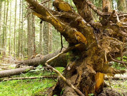 Los animales del bosque migran y se desplazan al unísono