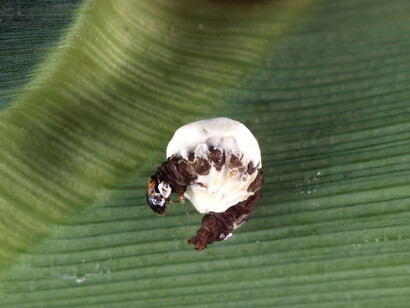 Ciclo de la enfermedad de la muscardina blanca, ocasionada por Beauveria bassiana