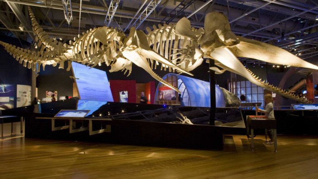 Whales: Giants of the Deep, Exhibition view. Courtesy of Witte Museum 