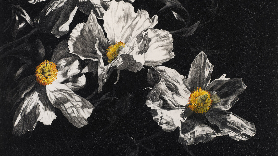 Rosie Sanders, Romneya, Charcoal and watercolour on Arches 640gsm paper, 77.5 x 102.5cm/30.5 x 40.25ins